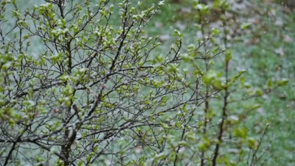春天的雪 雪花缓缓飘落在装饰着绿叶的树枝上 季节不断变化 变化无常 有选择的重点 — 图库视频影像