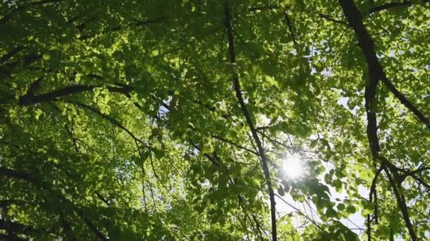 美丽的春光透过树枝闪烁着光芒 公园里落叶树梢绿叶繁茂 手持镜头 角度低 — 图库视频影像