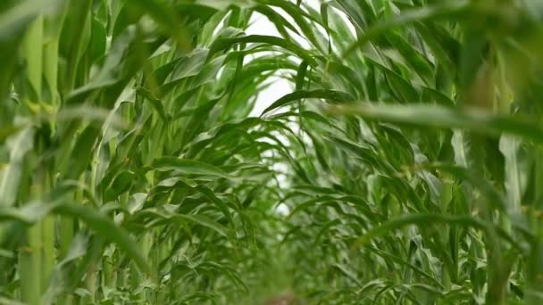 Молодые Зеленые Растения Кукурузы Рассады Культивируемых Совершенно Чистых Сельскохозяйственных Плантаций — стоковое видео