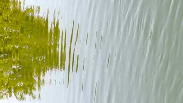 Зеленые Деревья Водной Поверхности Реки Ниссан Шведском Хальмстаде Вертикальные Кадры — стоковое видео