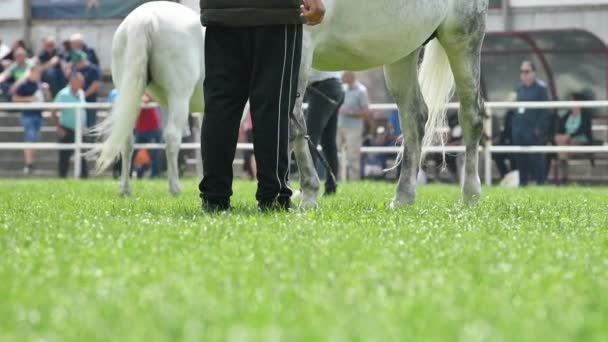 Cavalos Pessoas Evento Equestre Livre Feira Agrícola Tradicional Foco Seletivo — Vídeo de Stock