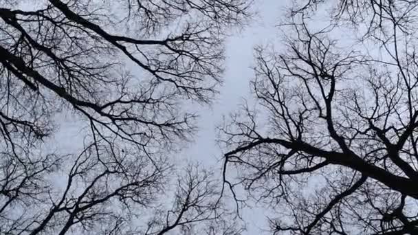 Χαμηλή Γωνία Προβολής Γυμνών Κλαδιών Δέντρων Ενάντια Στον Κυκλοθυμικό Χειμερινό — Αρχείο Βίντεο