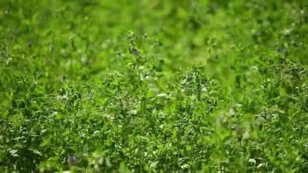 Alfalfa Plantáž Létě Rostliny Kymácející Větru Selektivní Zaměření — Stock video