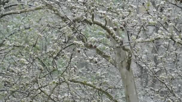 Сніг Навесні Сніжинки Делікатно Впадають Повільний Рух Гілках Дерев Прикрашених — стокове відео