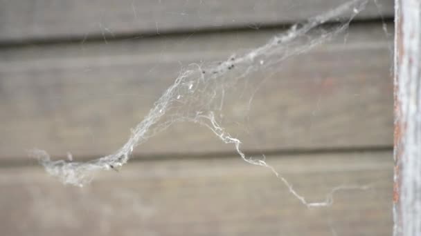 Spinnennetz Oder Spinnnetz Bei Leichter Sommerbrise Selektiver Fokus — Stockvideo