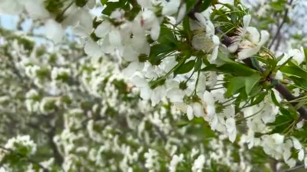 นซาก ระบานในฤด ใบไม การเคล อนไหวช าของก งไม ในดอกไม โฟก สเล — วีดีโอสต็อก