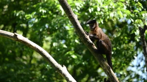 Tufted Capuchin Opice Větvi Stromu Selektivní Zaměření — Stock video