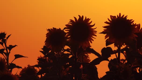 Hinterleuchtete Sonnenblumenköpfe Sommersonnenuntergang Selektiver Fokus — Stockvideo