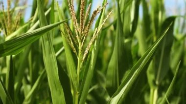 Tarıma elverişli mısır sapları, organik mısır tarlaları, yavaş çekim görüntüleri.