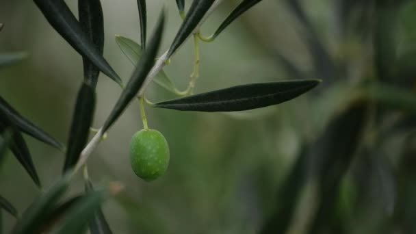 Grüne Oliven Auf Zweigen Bio Obstgarten Eigenanbau Selektiver Fokus — Stockvideo