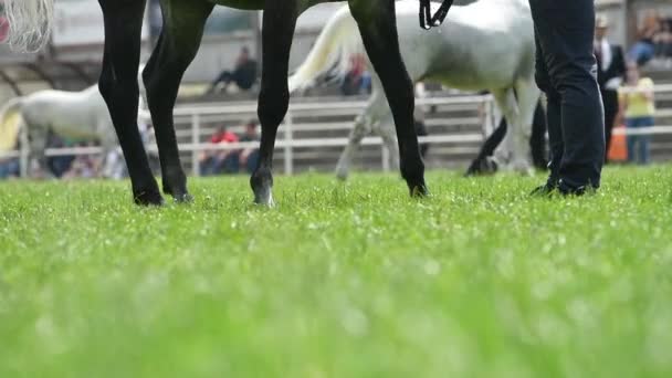 Cavalos Pessoas Evento Equestre Foco Seletivo — Vídeo de Stock