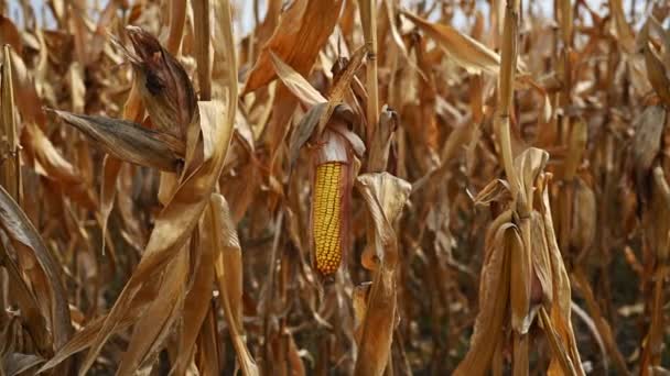 Спелые Колосья Кукурузы Посевных Сельскохозяйственных Полях Готовы Сбору Урожая Выборочное — стоковое видео