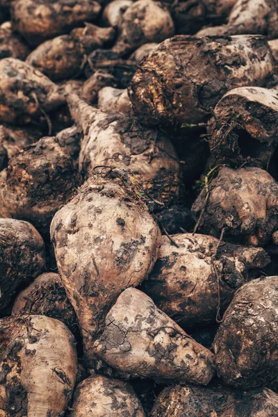 Closeup of sugar beet root crop on a pile after harvest, dirty Beta Vulgaris roots, selective focus