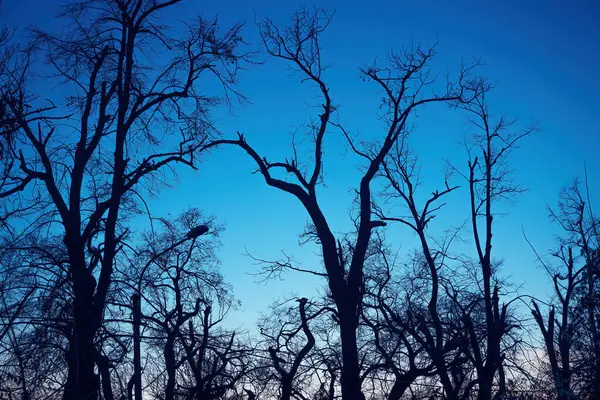 Kış Günbatımında Siluetli Çıplak Ağaçlar Mavi Alacakaranlık Gökyüzüne Karşı Yanan — Stok fotoğraf