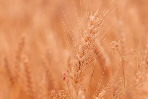 以杂草为背景 有选择性地集中种植小麦的健康熟穗 — 图库照片