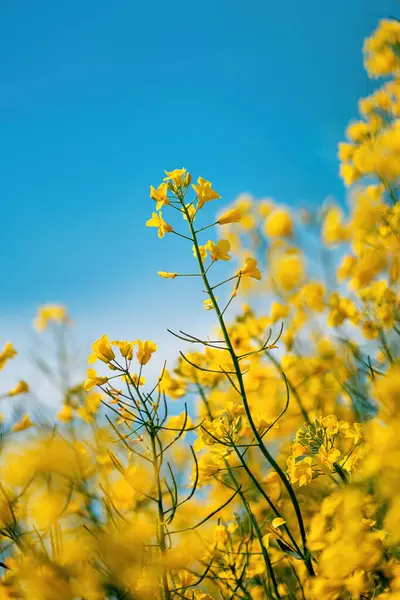 Рапсовая Культура Канолы Рапса Масличных Является Ярко Желтым Цветущим Растением — стоковое фото