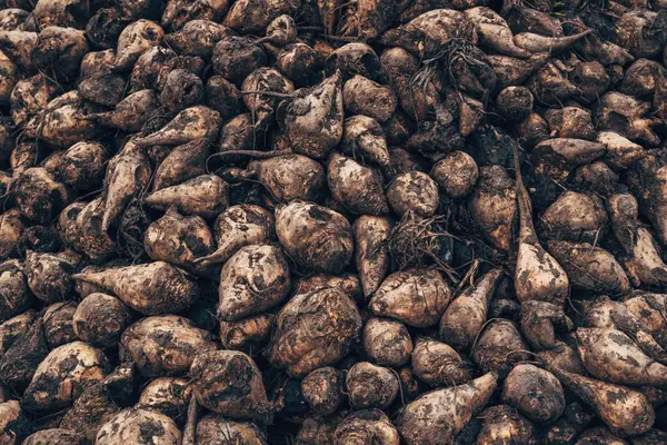 Dirty sugar beet root crops piled after harvest and left to dry before transport to processing plant, selective focus