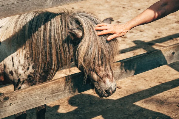 Female Petting Cute Shetland Pony Horse Farm Paddock Selective Focus — Stock Photo, Image