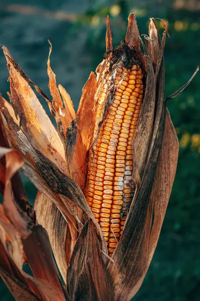 Corn ear with fungal disease, agriculture and farming, selective focus