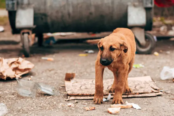Stray Cachorro Cão Rua Sozinho Negligenciado Animal — Fotografia de Stock