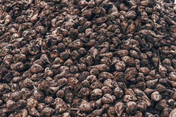 Kirli pancar kökü hasattan sonra birikmiş ve işleme tesisine taşınmadan önce kurumaya bırakılmış, seçici odak noktası