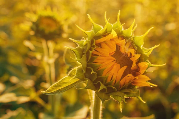 Unfolded Sunflower Flower Head Cultivated Field Summer Selective Focus — Stock Photo, Image