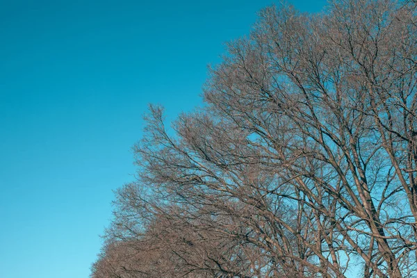 Parktaki Çıplak Ağaçlar Mavi Gökyüzünün Arka Planına Dallar Yayıyor Düşük — Stok fotoğraf