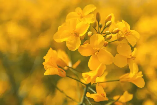 Рапсовый Урожай Цвету Крупный План Желтого Цветка Селективный Фокус — стоковое фото