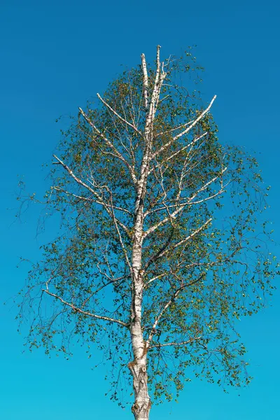 White birch tree with branch topping against blue sky