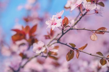 Çiçekli kiraz ağacı tepesi, güzel bahar mevsimi arka planı, seçici odaklı yakın plan.