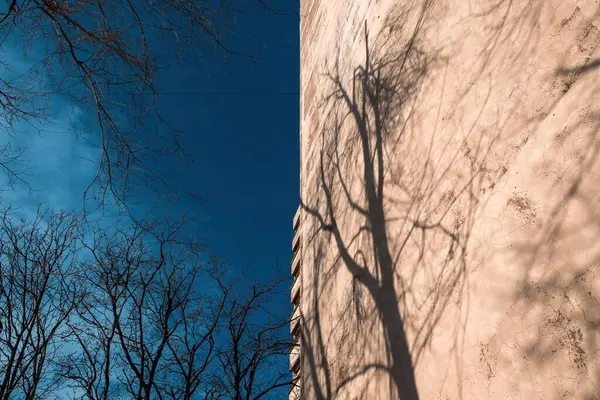 冬のコンクリートの建物の壁のベアツリーの影 選択的な焦点 — ストック写真