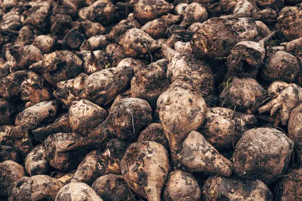 Harvested Sugar Beet Root Crops Field Selective Focus — Stock Photo, Image