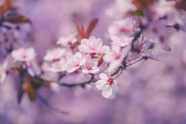 Çiçek açan kiraz eriği dalı, güzel bahar sezonu arka planı, seçici odak