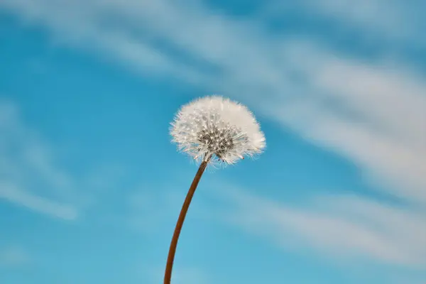 Karahindiba Çiçeği Tohumu Parlak Bahar Gökyüzüne Karşı Seçici Odak — Stok fotoğraf