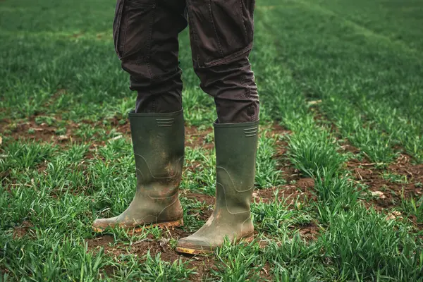 Agronomist Wearing Green Rubber Boots Standing Wheat Crop Seedling Field — Stock Photo, Image