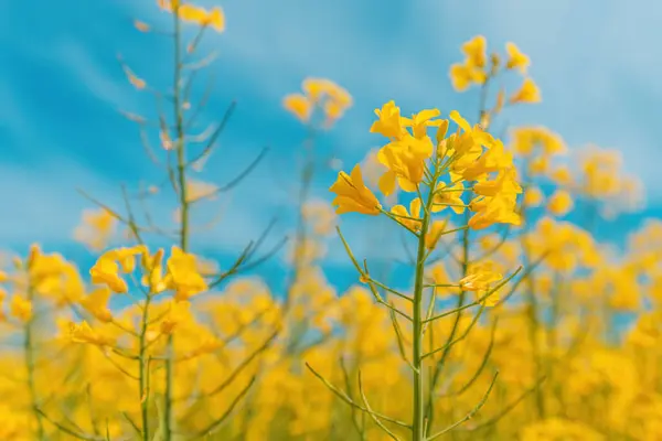 Rapeseed Crops Blooming Yellow Flowers Spring Sunny Day Closeup Selective — Stock Photo, Image