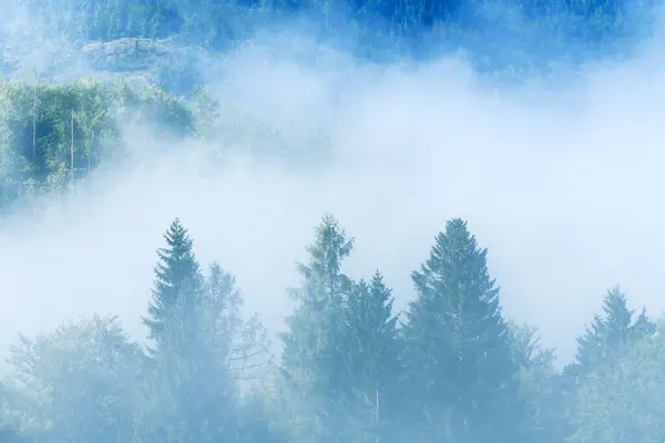 松の森の夏の朝霧 テュルケニアのトリグラフ国立公園のボーニャ地方からの美しい風景 水平画像 — ストック写真