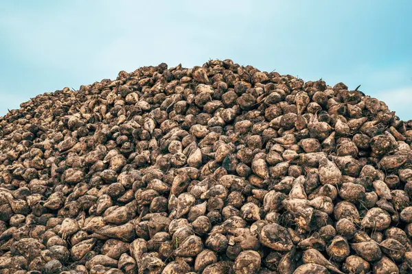 Pile Harvested Sugar Beet Root Crops Field Selective Focus — Stock Photo, Image