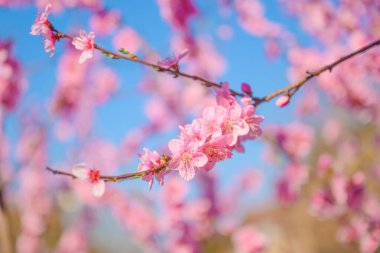 Çiçek açmış şeftali ağacı, seçici odak