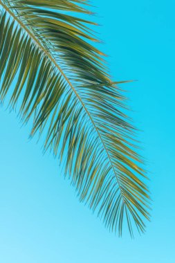 Mavi gökyüzüne karşı palmiye yaprağı, tropik yaz mevsimi arka planı, seçici odak
