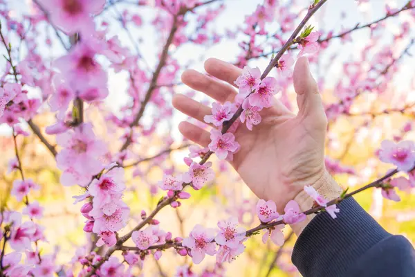 Агроном Осматривает Цветок Персикового Дерева Органическом Саду Избирательный Фокус Лицензионные Стоковые Фото