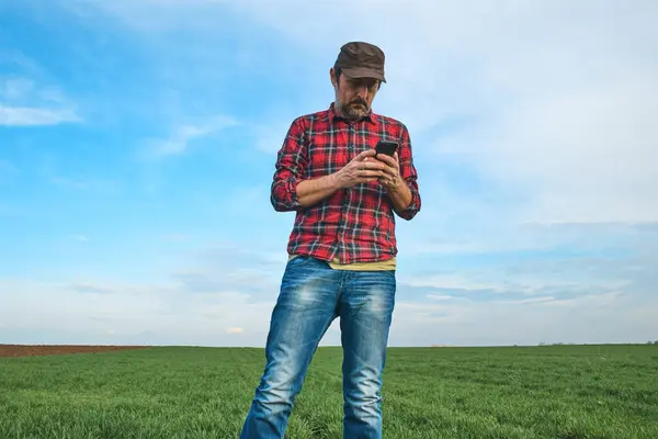 Фермер Стоїть Полі Розсади Пшениці Використовує Мобільний Додаток Концепцію Розумного Ліцензійні Стокові Фото