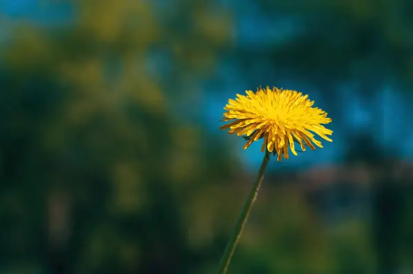 Çayırdaki Güzel Sarı Karahindiba Çiçeğine Yakın Çekim Seçici Odak — Stok fotoğraf