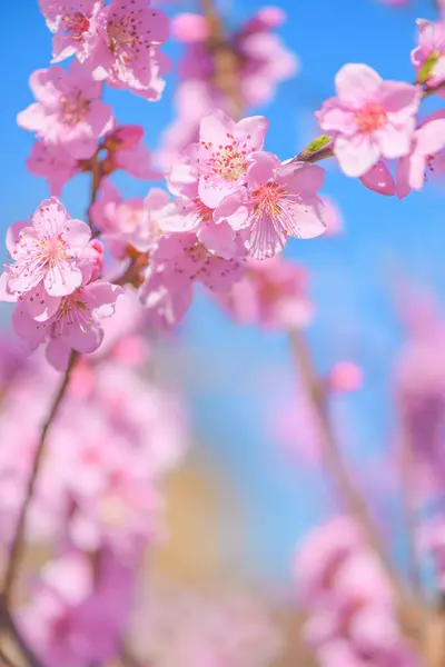 Krásné Květy Broskvového Květu Jaře Selektivní Zaměření — Stock fotografie