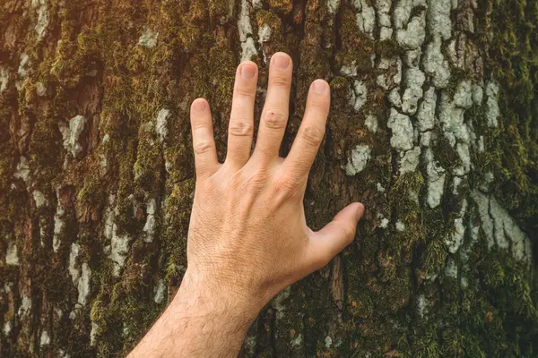 Earth Day Concept Closeup Male Environmentalist Hand Gently Touching Large — Stock Photo, Image