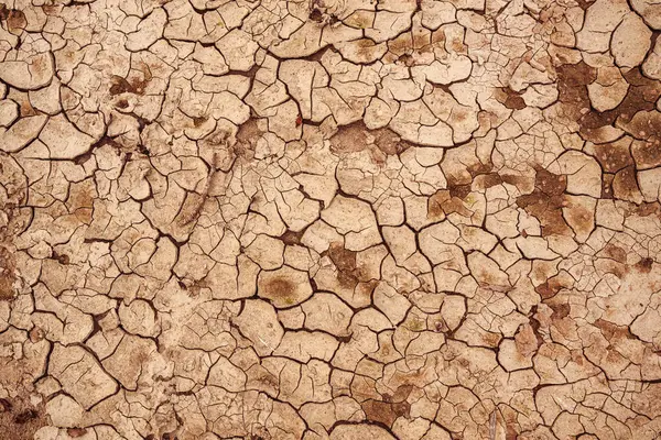 Cracked dry earth mud as texture, top view