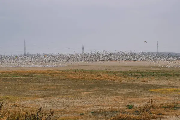 Large Flock Seagulls Winter Morning Countryside Landscape Selective Focus Stock Photo
