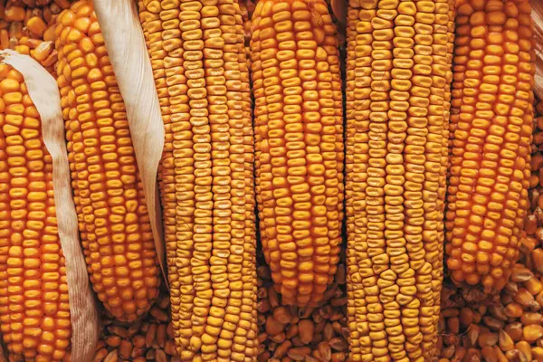 Кукуруза Початках Собранных Сложенных Прямо Над Лицензионные Стоковые Изображения