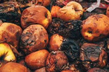 Meyve bahçesinde çürümüş elma yığını, seçici bir odak