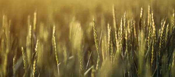 Незрелые Зерновые Культуры Зеленой Пшеницы Посевных Полях Панорамное Изображение Выборочным — стоковое фото
